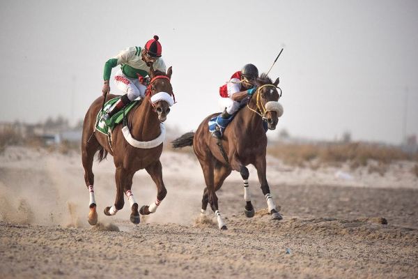 خيل - خيول - نادي الفروسية