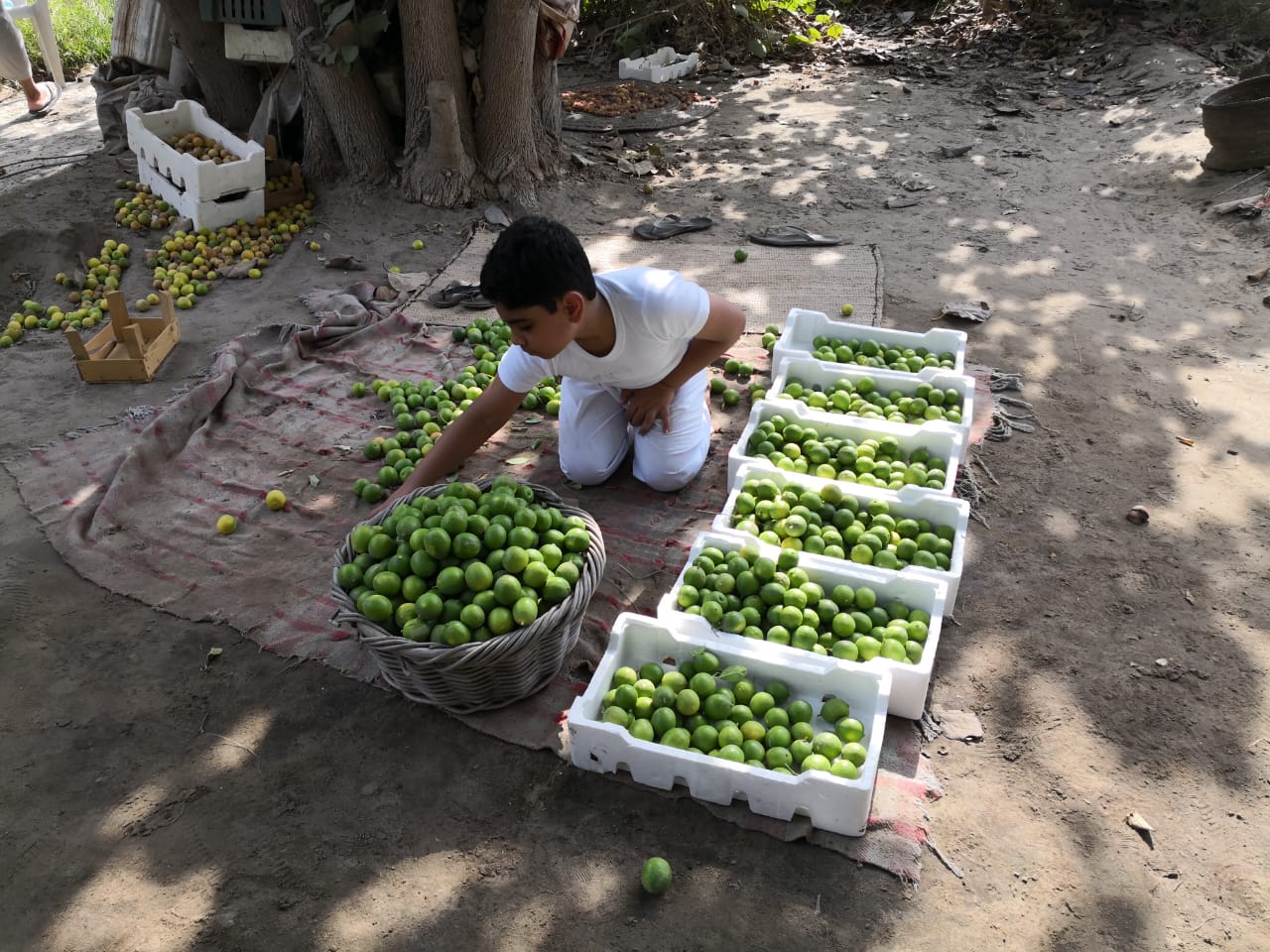 ������� ������ �������