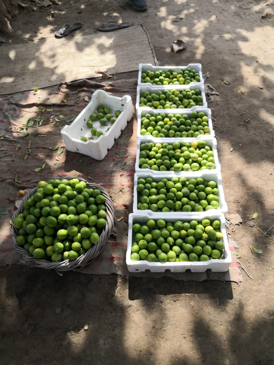 ������� ������ �������