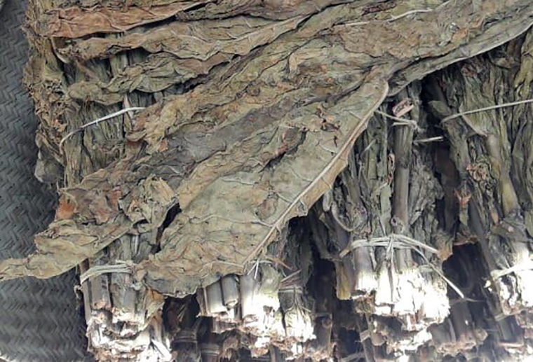 ���� ����� - ��� �����