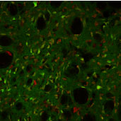 ����� �� ����� ������ʡ ���� ����� �� ��� ���� ������ ������