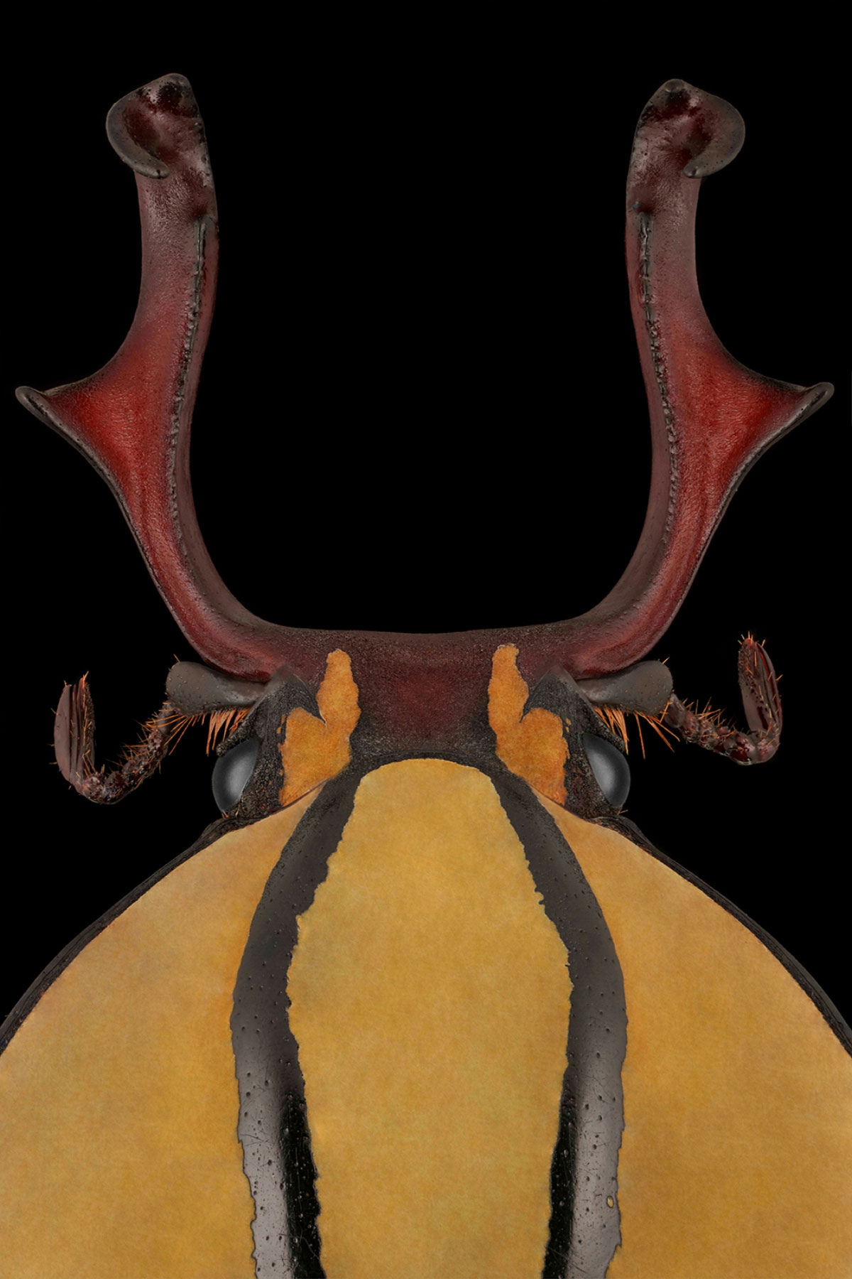 ”أبوشلوة“ ألهمته بساتين الخويلدية اكتشاف العوالم الصغيرة