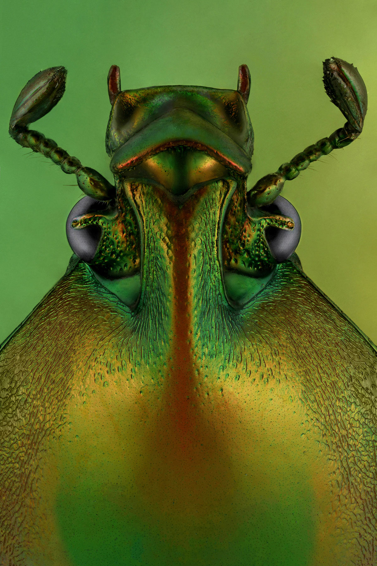 ”أبوشلوة“ ألهمته بساتين الخويلدية اكتشاف العوالم الصغيرة