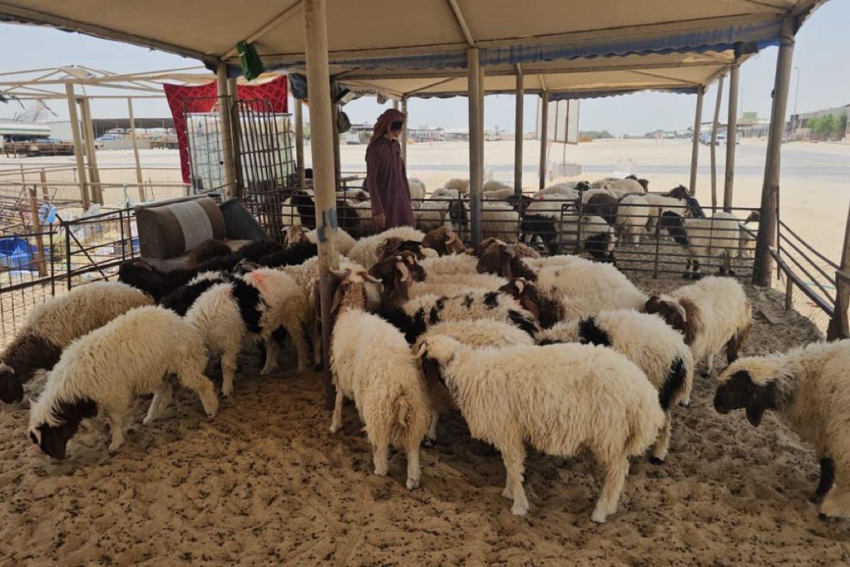 Photo: جهات الإخبارية Saudi Ministry of Commerce allows individuals to import 100 sheep or goats